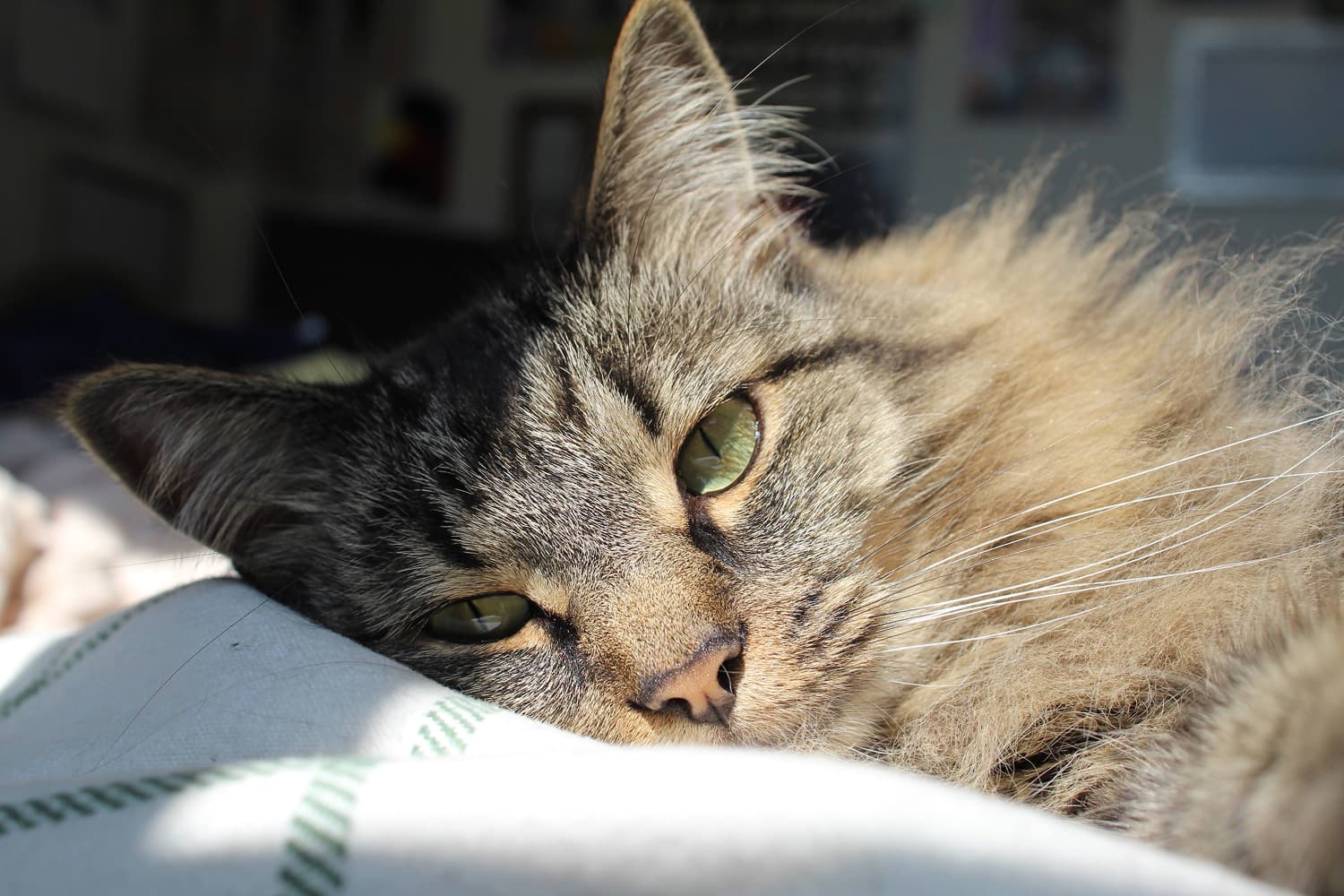 A close-up of a cat's head lying on a blanket