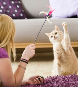 cat sitter guide
