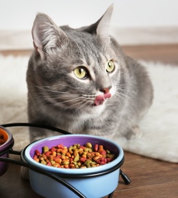 cat sitter guide