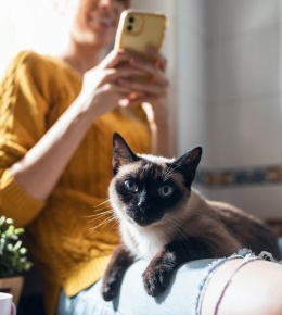 cat sitter guide